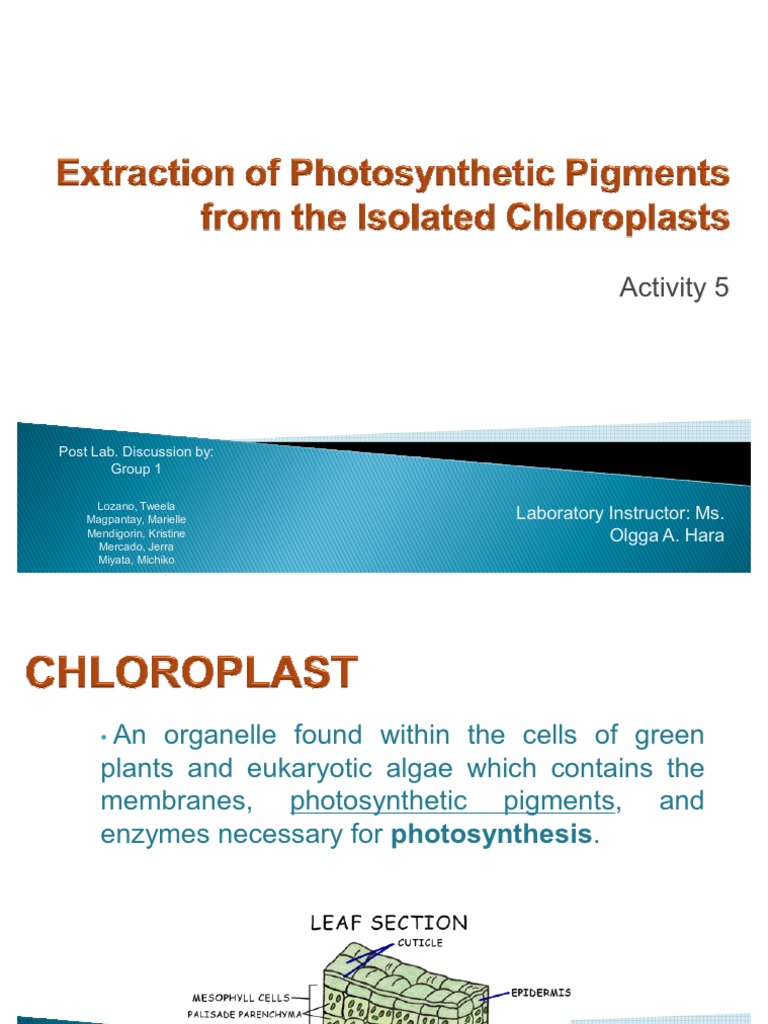 Extraction of Photosynthetic Pigments From Isolated Chloroplast