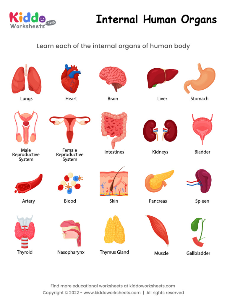 Internal Human Organs Worksheet | PDF