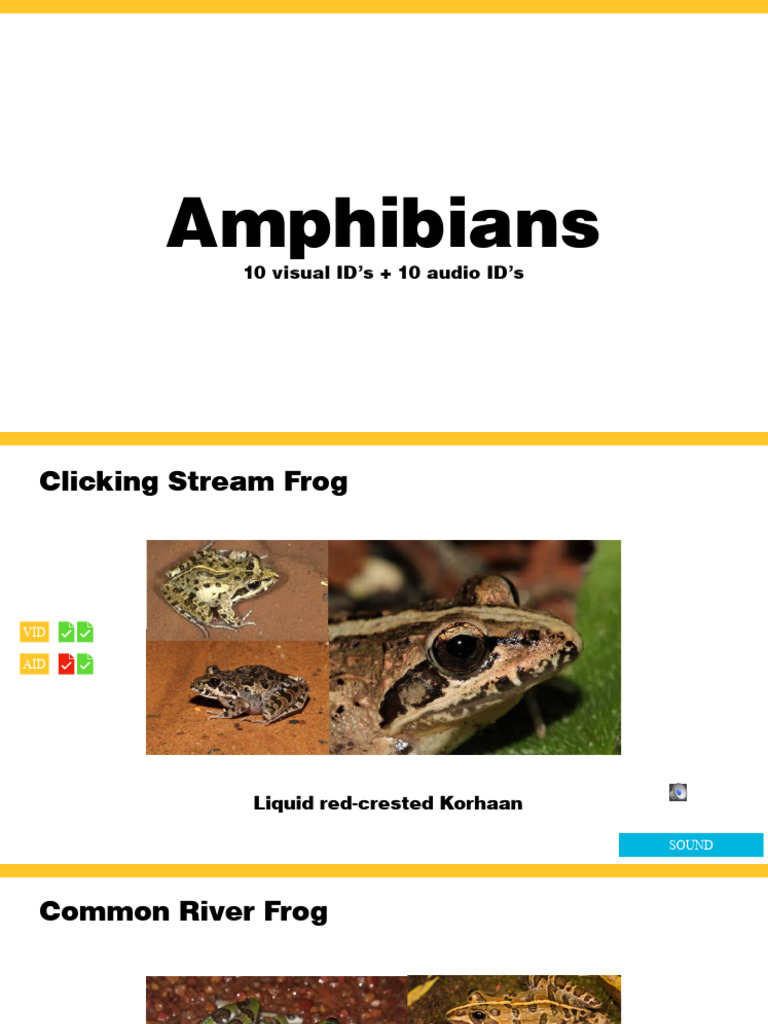 Amphibian Audio and Visual IDs Guide | PDF