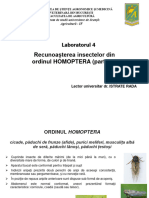 LP - 4 - Homoptera - 1