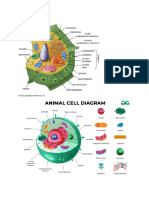 Animal & Plant Cells