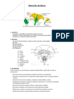 Diseccion de Flores
