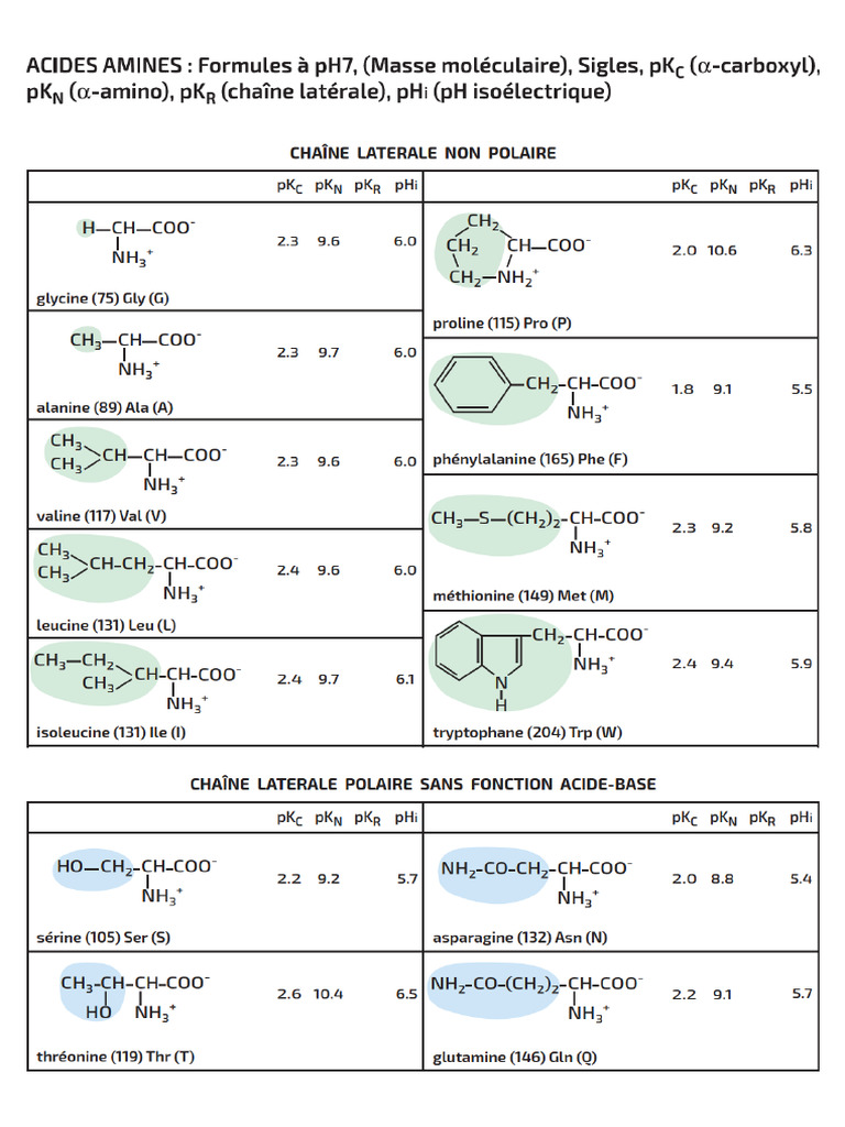 Les Structures Des Acides Aminés | PDF