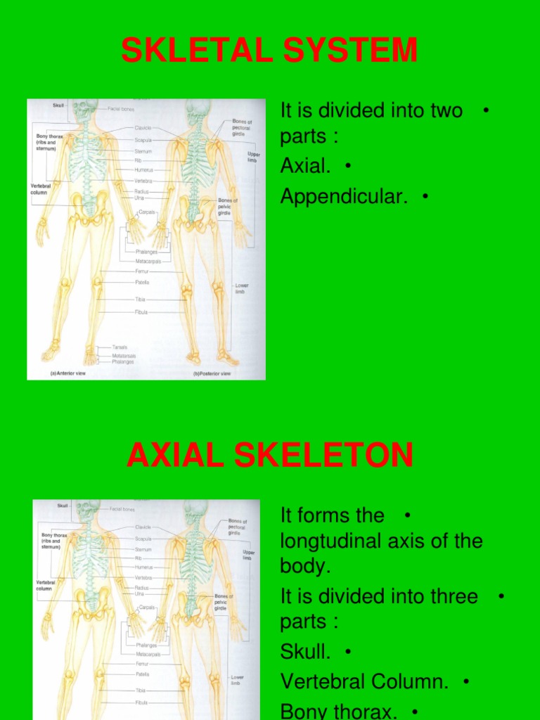 02 - Skletal System | PDF | Vertebra | Vertebral Column