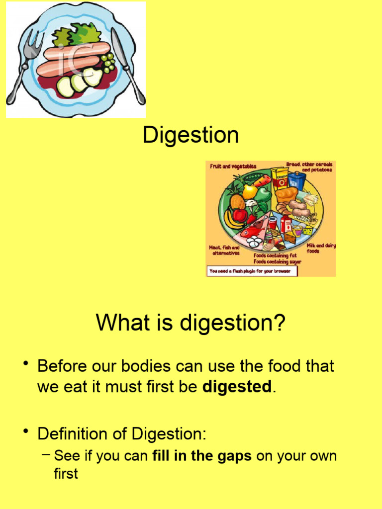 Digestion | PDF
