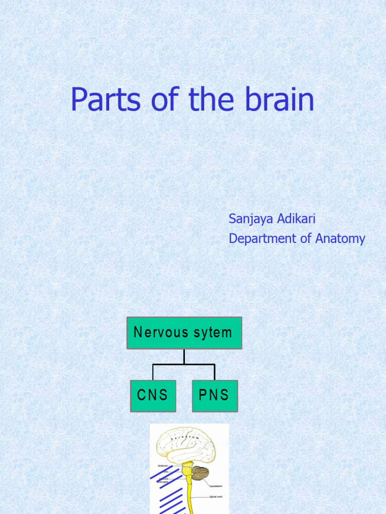 Parts of The Brain | PDF | Brainstem | Cerebral Cortex