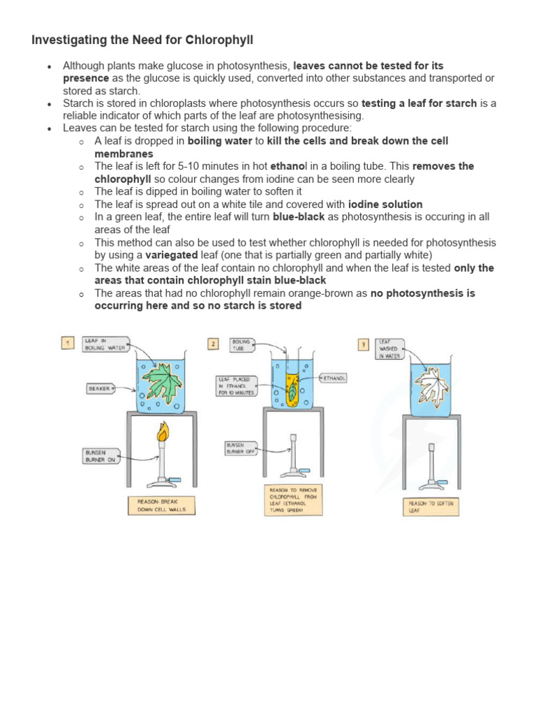 testing-photosynthesis-pdf-wellness-science-mathematics