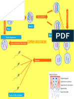 Espermatogenesis - Mapa Mental PDF