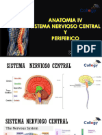 Semana 4 ANATOMIA IV