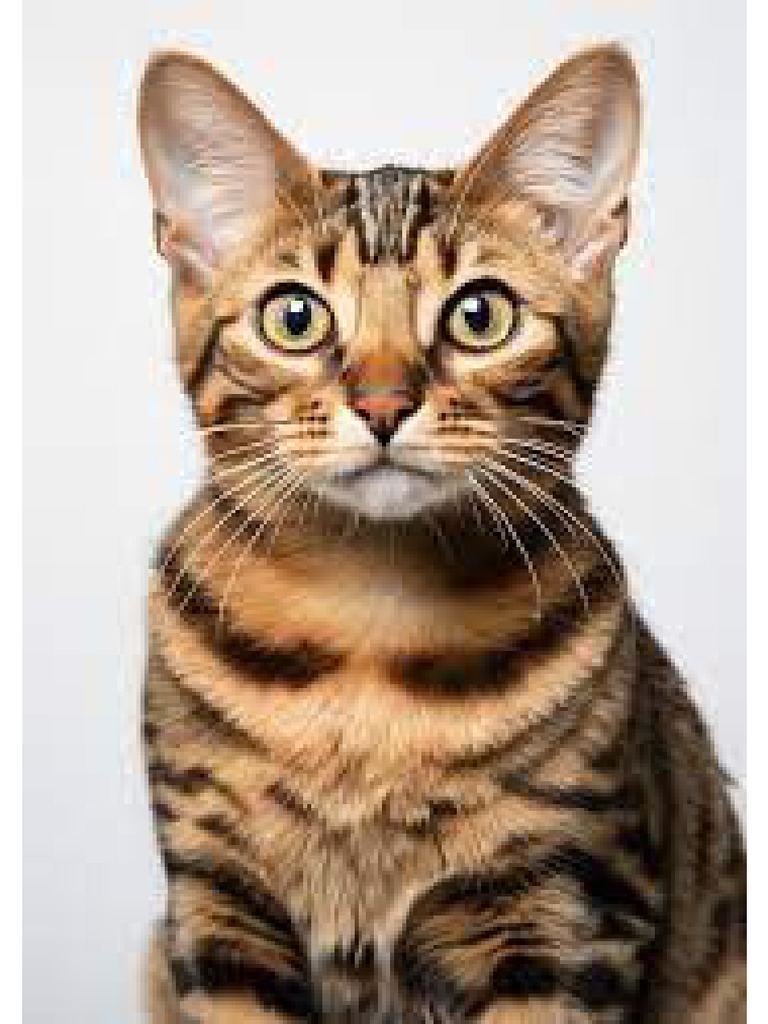 Cat | PDF