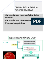 Identificación de La Familia Staphylicoccaceae