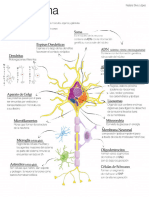 Representación Grafica La Neurona