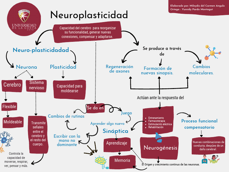 Neuroplasticidad - Mapa Conceptual | PDF | Neuroplasticidad | Cerebro