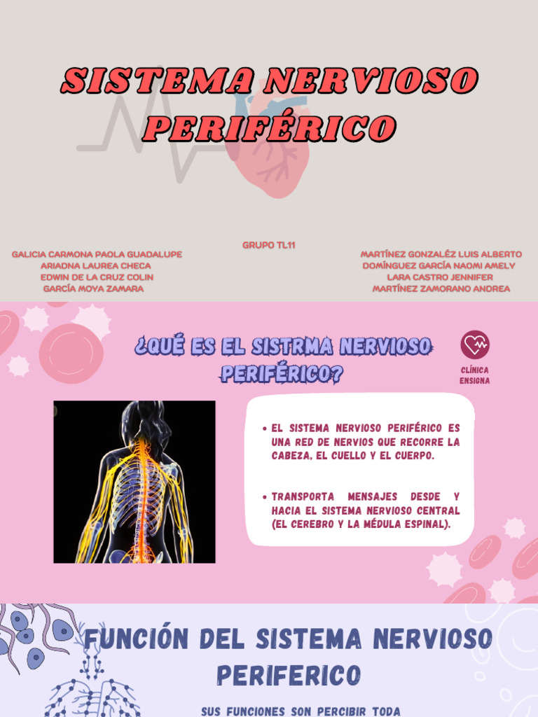 Sistema Nervioso Periferico | PDF
