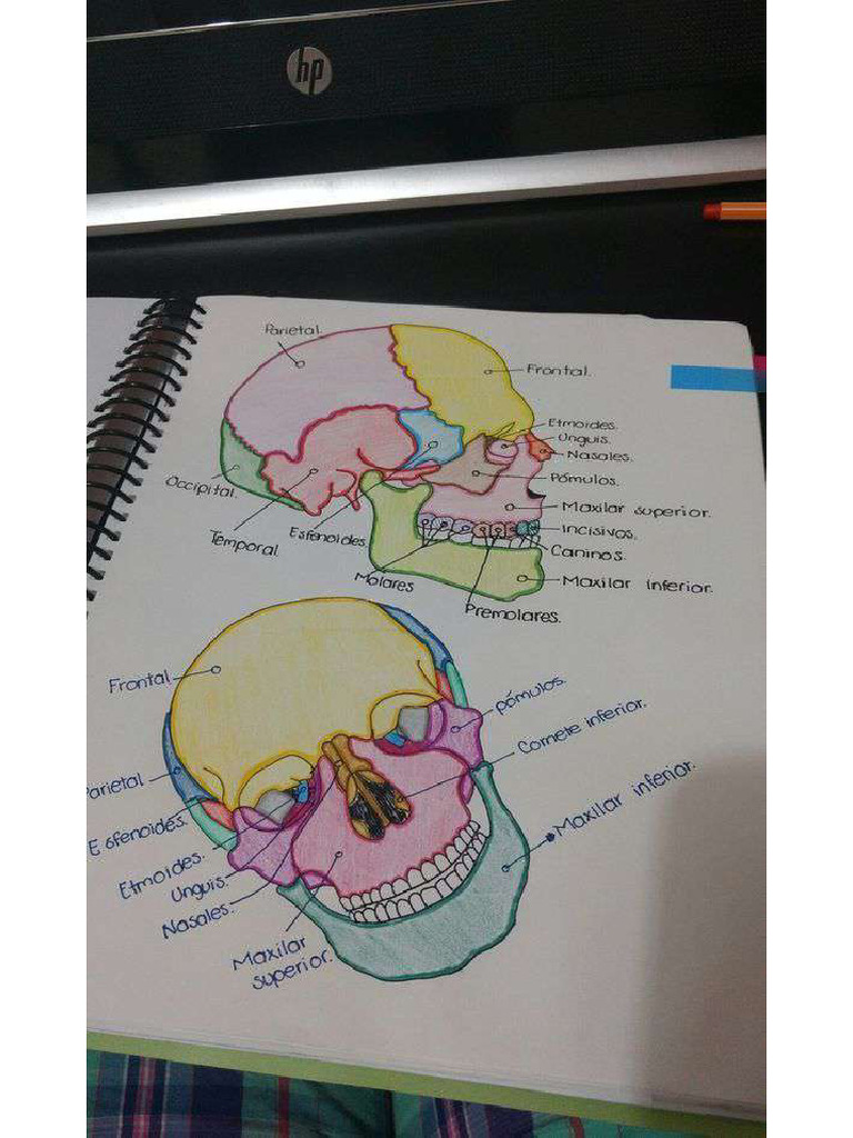 Anatomy Notes PDF