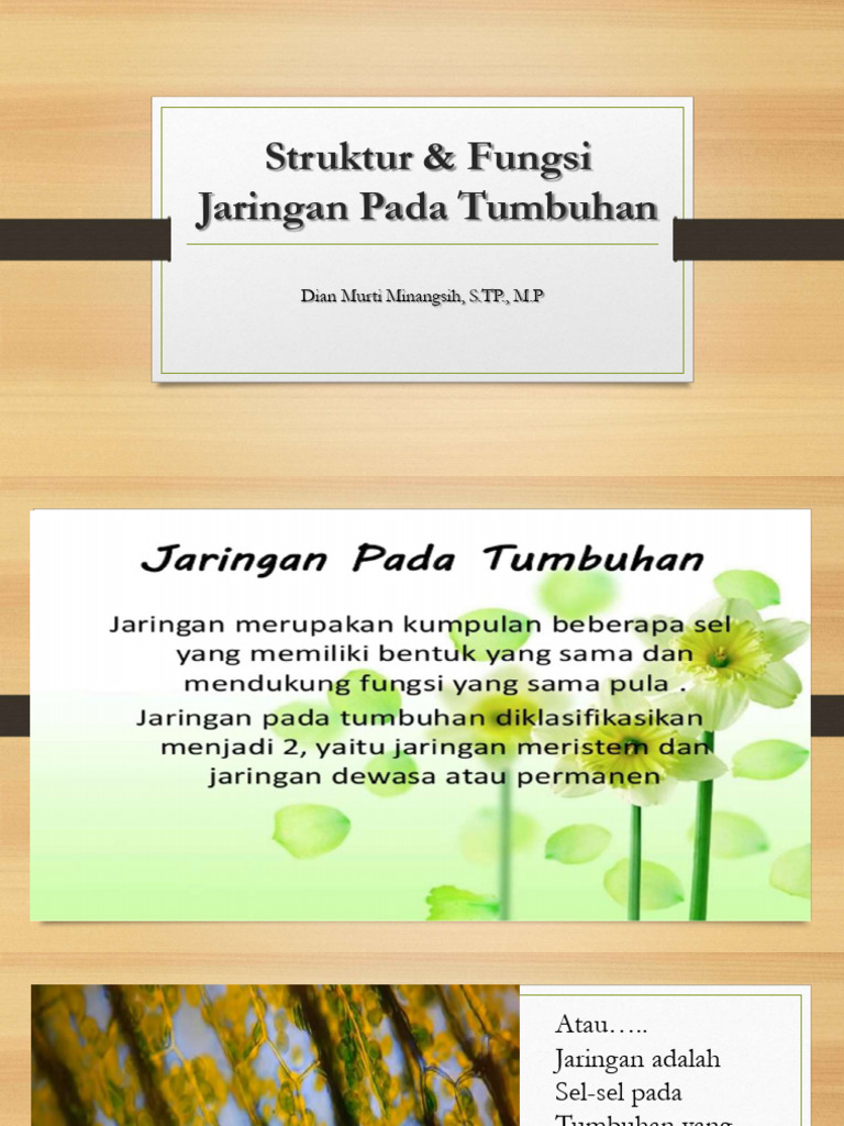 Struktur Fungsi Jaringan Pada Tumbuhan Pdf