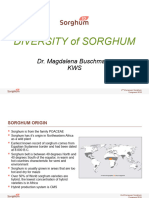 Different Types of Sorghum