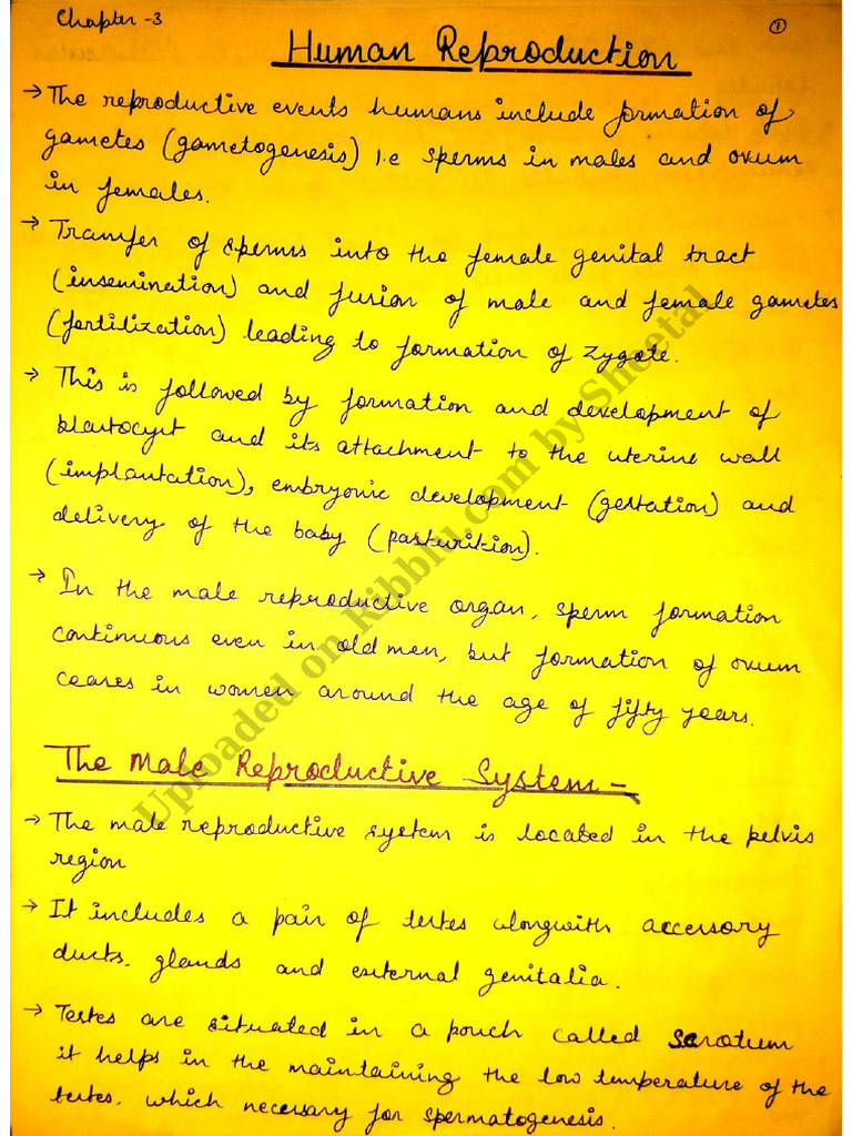 Class 12 Biology Handwritten Notes PDF 2022 Chapter 3 Human ...