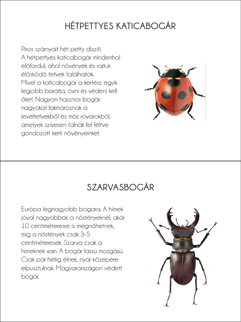 bogarak | PDF