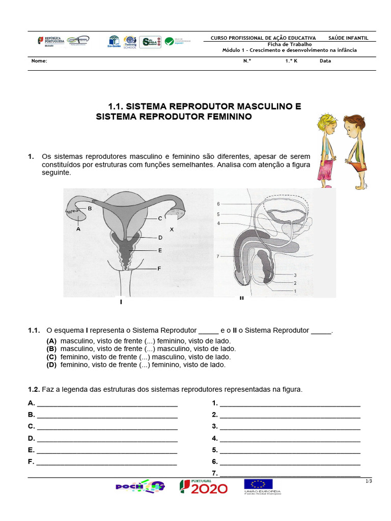 Questionario Sobre Diagrama Do Sistema Reprodutor Feminino E Masculino