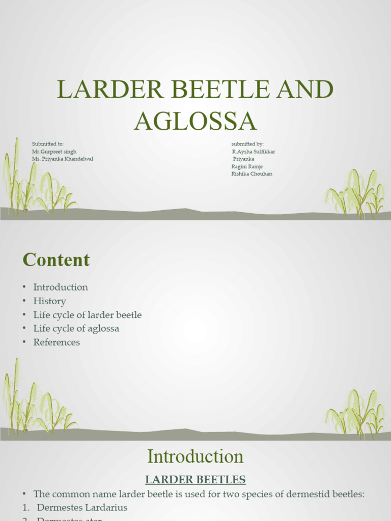 Larder Beetle and Aglossa PDF Beetle Pupa