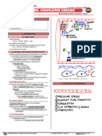 347 - Hematology Physiology) Hemostasis Coagulation Cascade