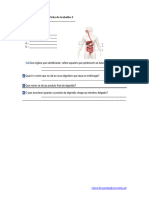 Ficha de Trabalho 3. Sistema Digestivo