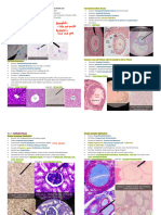 Histology Laboratory Practicals Velez Medtech Reviewer 2018 Full
