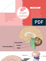 Cerebro Medio