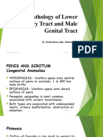 Pathology of Lower Urinary Tract and Male Genital Tract