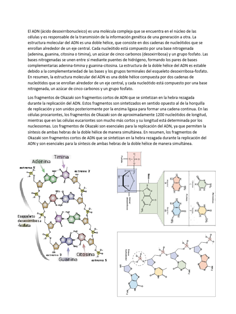 ADN Forma Molecular | PDF