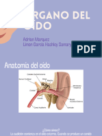 Órgano Del Oído