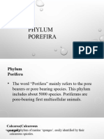 Hygeia Phylum Porifera