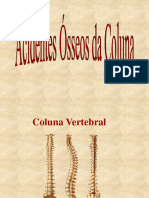 02 Ossos Da Coluna Vertebral