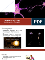 Nervous System