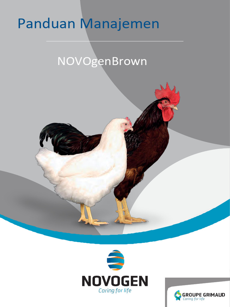 Panduan Manajemen Ayam Novogen Brown | PDF