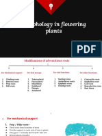 Morphology in Flowering Plants