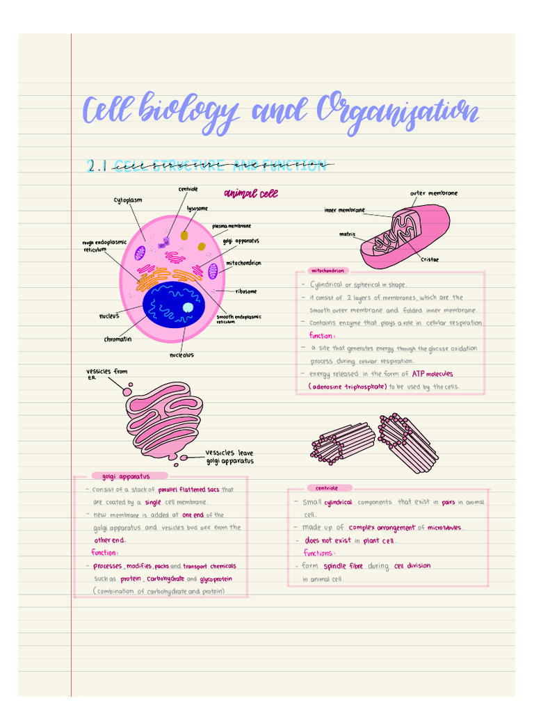 Screenshot 2022-12-08 at 21.02.23 | PDF | Endoplasmic Reticulum | Cell ...