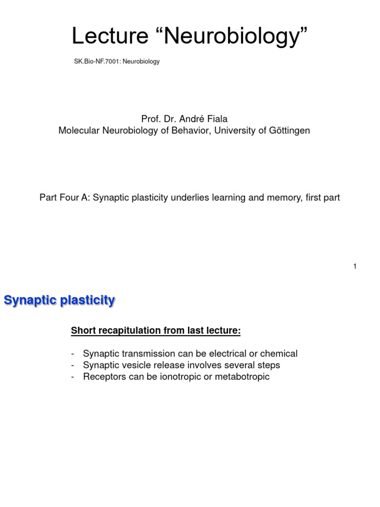 Neurobiology 4 A Synaptic Plasticity Pdf Chemical Synapse