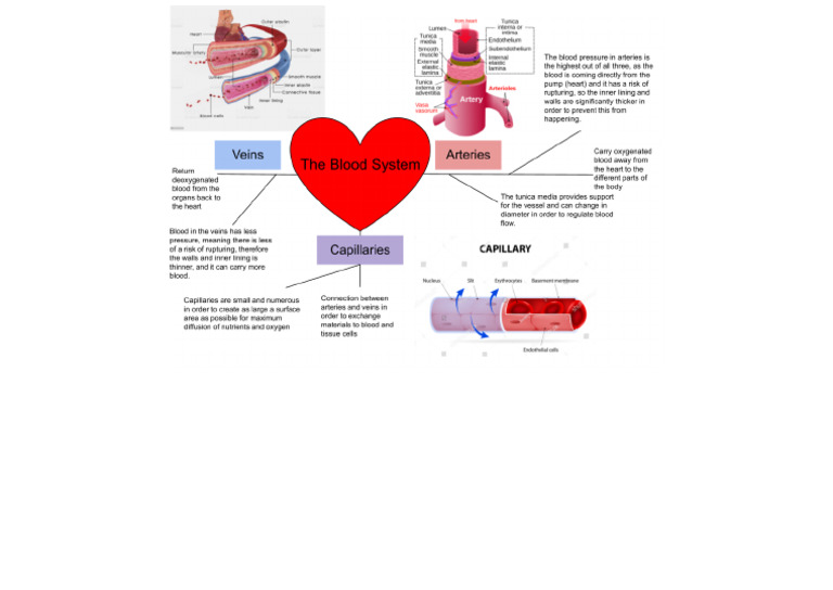 The Blood System | PDF
