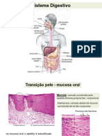 sistema digestivo_2017