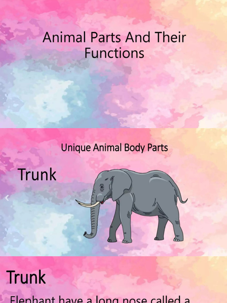 Animal Body parts PDF