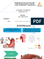 Sistema Digestivo Bajo