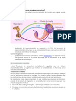 Hormonas y Patologias Del Sistema Reproductor Masculino