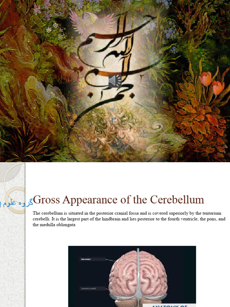 Cerebellum Organ Under Microscope