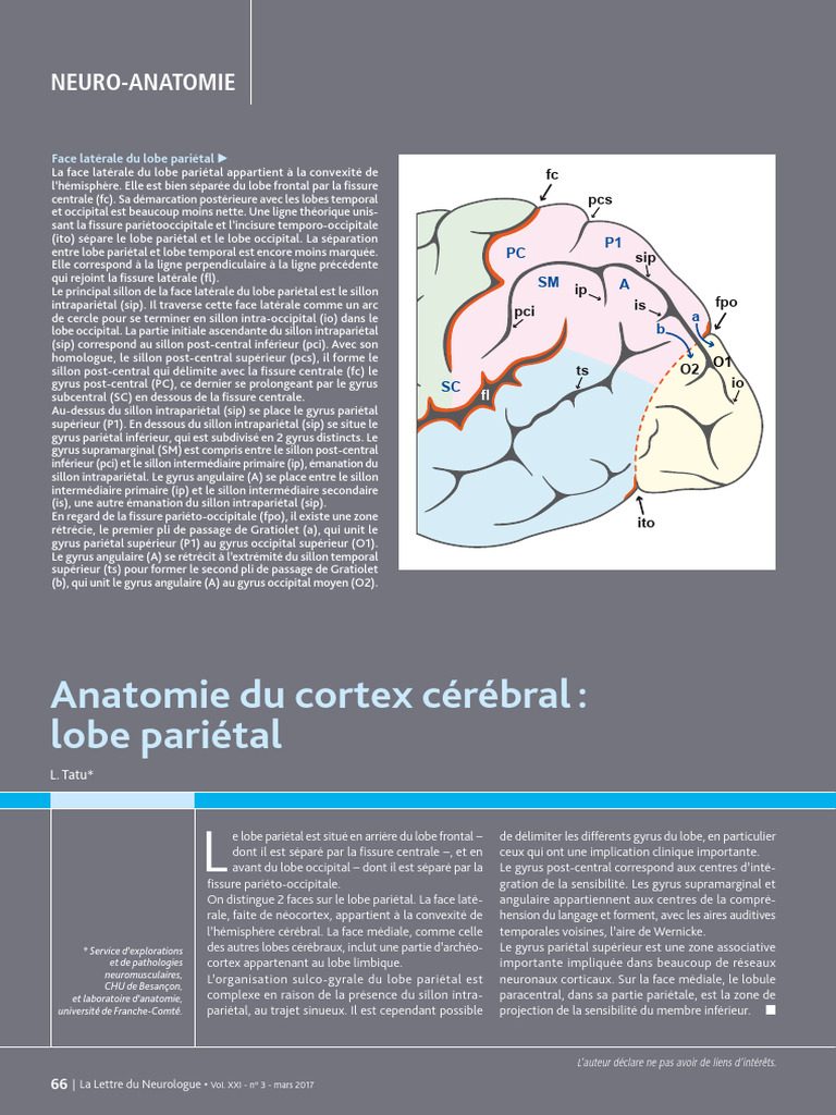 Anatomie du Lobe Pariétal Cérébral | PDF | Circonvolution cérébrale ...
