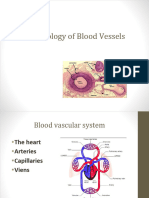 Blood Vessels 2 PDF