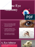 Eye Anatomy 2