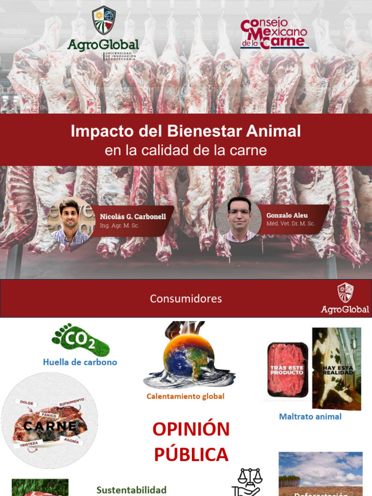 Bienestar Animal y Calidad de Carne | PDF | Estrés (biología) | Dolor