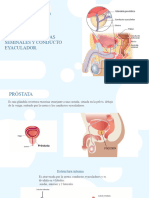 Exposicion de Prostata, Vesicula Seminal y Conducto Eyaculador